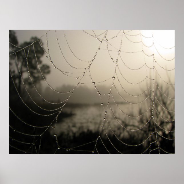 Poster Le matin de l'araignée (Devant)