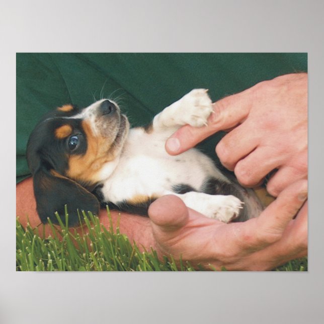 Poster Le meilleur ami de l'homme (Devant)