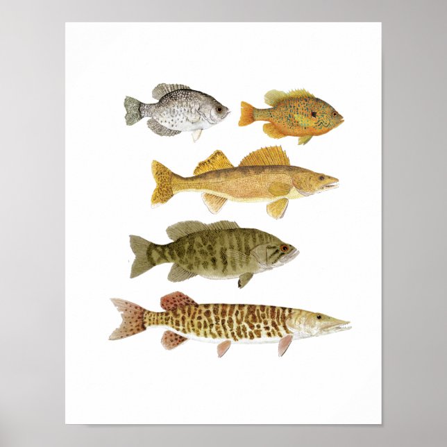 Poster Le meilleur Gamefish d'eau douce (Devant)