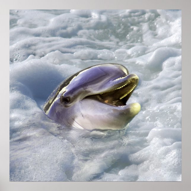 Poster Le meilleur sourire d'un dauphin (Devant)