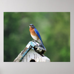 Poster Le merle bleu de l'Est à la maison