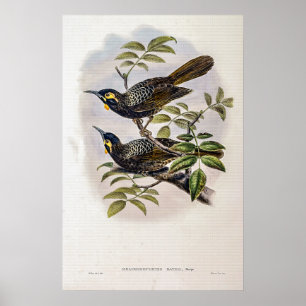Poster Le miel de vintage Bates par John Gould