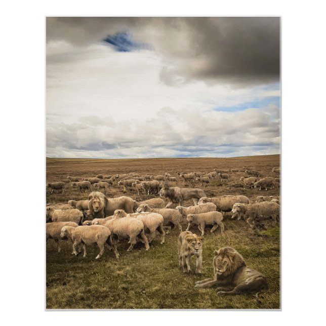 Poster Le mouton et les lions coexistent en harmonie (Devant)