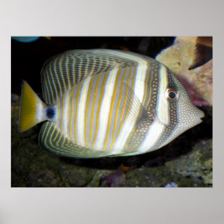 Poster Le navire à voile de Desjardin (Zebrasoma desjardi