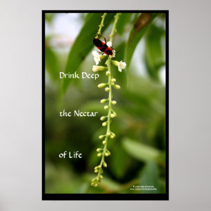 Poster Le nectar de la vie