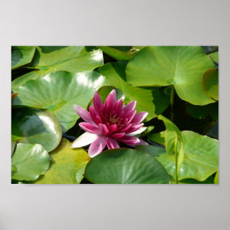 Poster Le Nénuphar rose florissant