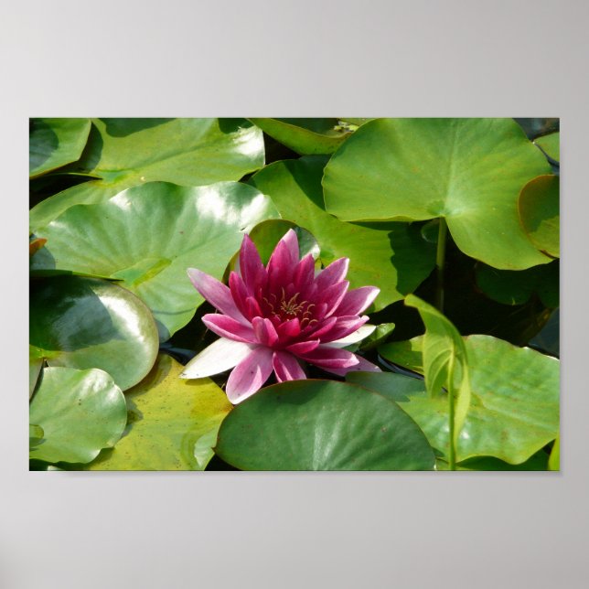 Poster Le Nénuphar rose florissant (Devant)