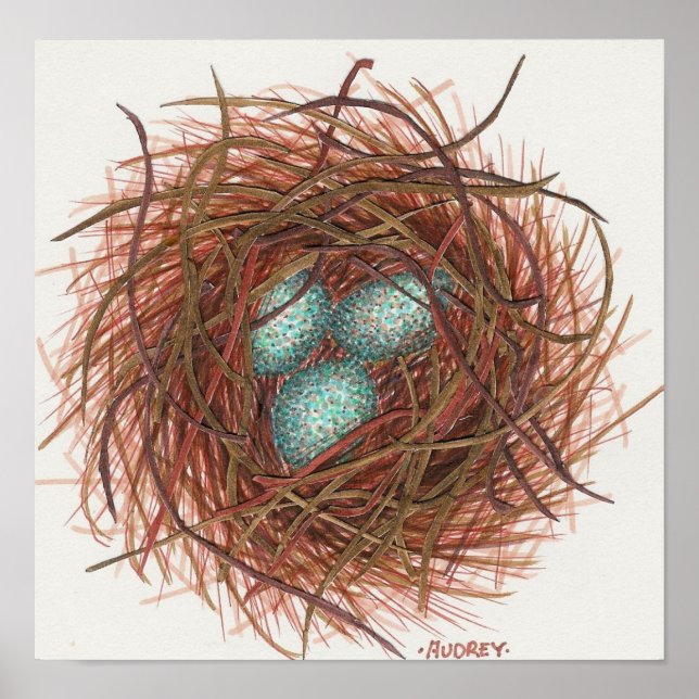 Poster Le nid de Robin (Devant)