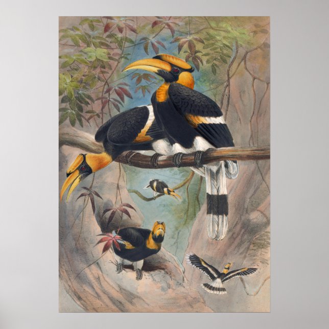Poster Le nombril rhinocéros de Joseph Wolf (Devant)