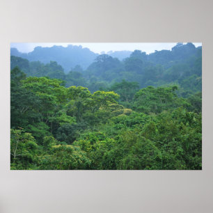 Poster Le panorama sur la canopée de la forêt tropicale