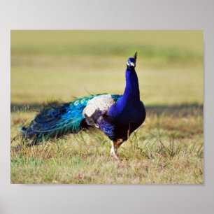 Poster Le paon dans la nature