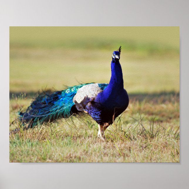 Poster Le paon dans la nature (Devant)