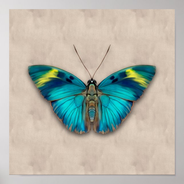 Poster Le papillon forestier généralisé (Devant)