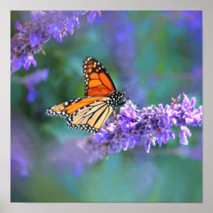 Poster Le papillon Monarque sur la fleur lilas violette