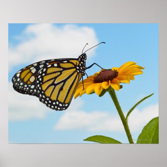 Poster Le papillon Monarque sur une Susan aux yeux noirs (Devant)