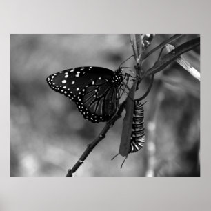 Poster Le papillon Queen w Monarch Caterpillar en B & W