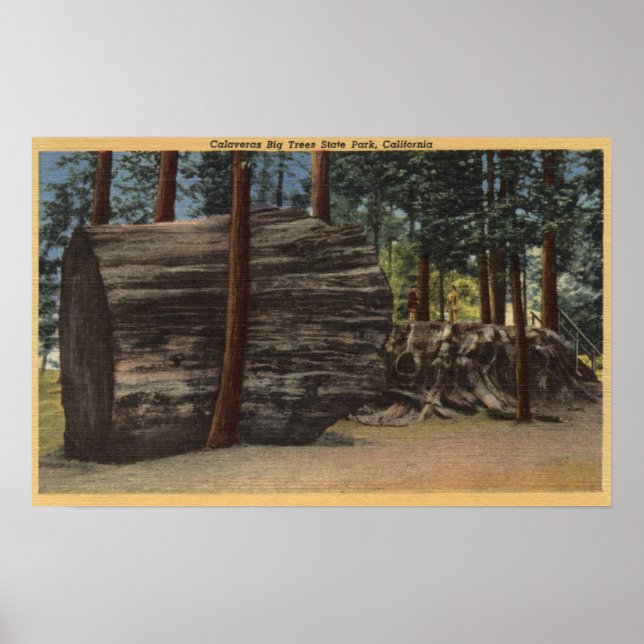 Poster Le Parc d'état de Calaveras Big Trees (Devant)