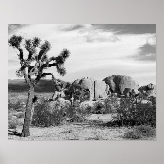 Poster Le parc national de B&W Joshua Tree (Devant)