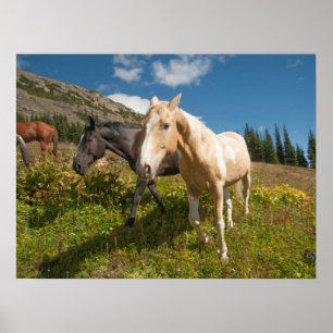 Poster Le Parc national de North Cascades