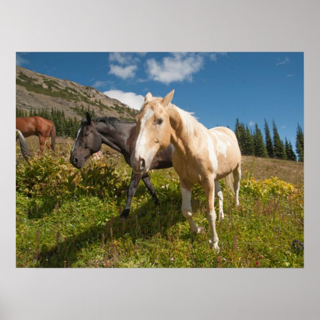 Poster Le Parc national de North Cascades (Devant)