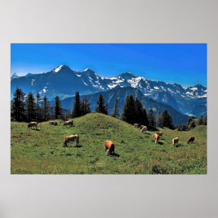 Poster Le pâturage de vache dans les Alpes