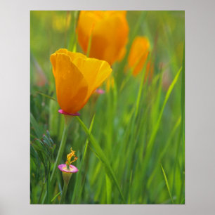 Poster Le pavot d'or de Californie dans un champ vert