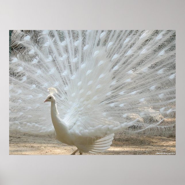 POSTER LE PEACOCK BLANC (Devant)