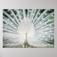 LE PEACOCK BLANC