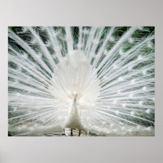 POSTER LE PEACOCK BLANC