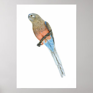 Poster Le perroquet de Bourke - Neophema bourkii