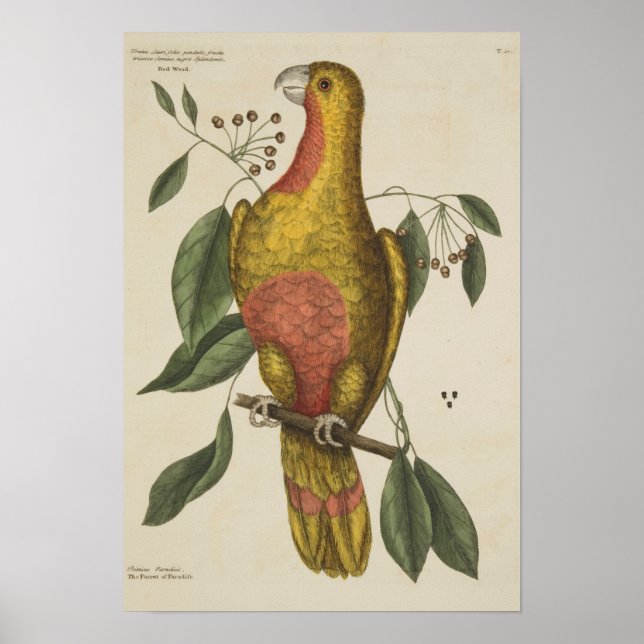 Poster "Le perroquet du Paradis" (Devant)