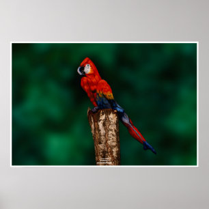 Poster Le perroquet par Johannes Stötter