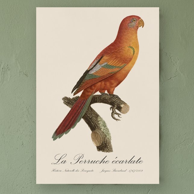 Poster Le Perruche écarlate (Red Lory or Eos Bornea, Trichoglossus borneus. Poster)