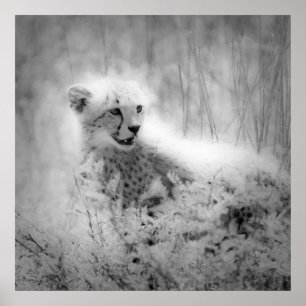 Poster Le petit de Cheetah