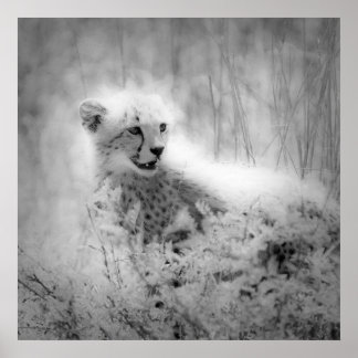 Poster Le petit de Cheetah