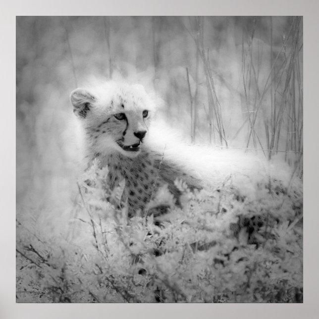 Poster Le petit de Cheetah (Devant)