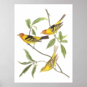Poster Le pétrolier occidental d'Audubon