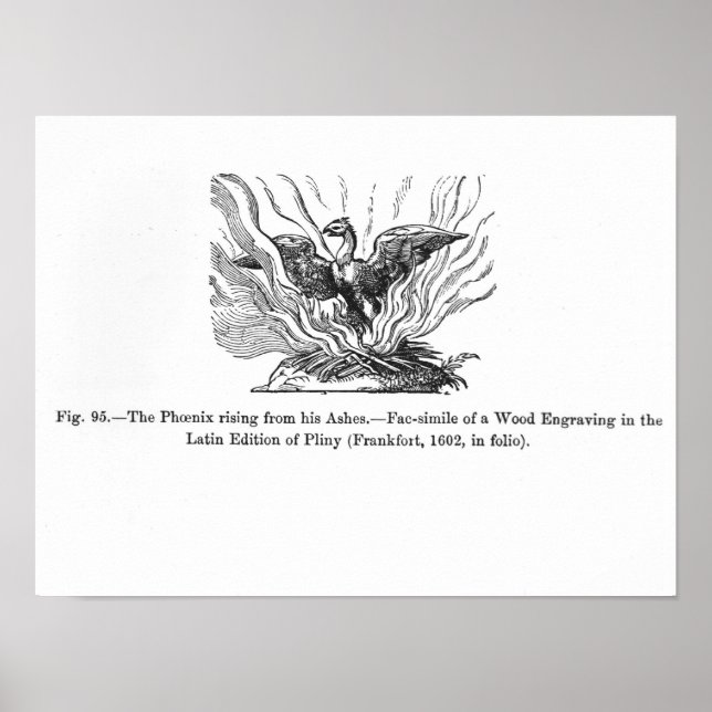 Poster Le Phénix se levant de ses cendres (Devant)