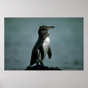Poster Le pingouin de Galapagos sur la roche de lave
