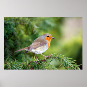 Poster Le plaisir de la nature