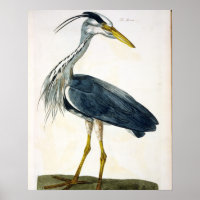 Le plat Heron (Ardea cinerea) de "The British