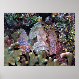 Poster Le poisson scorpion dans le corail