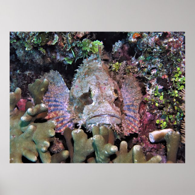Poster Le poisson scorpion dans le corail (Devant)