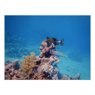 Poster Le poisson-trémie repose sur un bloc corallien à l