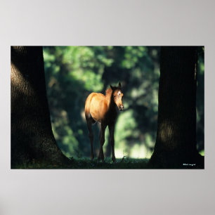 Poster Le poulain arabe dans les arbres