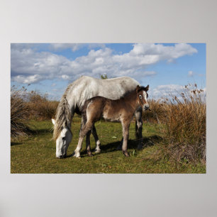 Poster Le poulain de Camargue à cheval avec mère