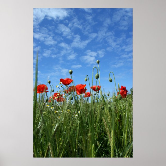 Poster Le pré (Devant)