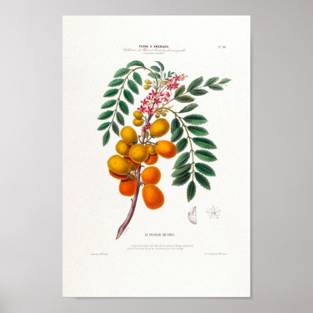 Poster Le Prunier Du Chili Plum Tree brésilien Botanique (Devant)