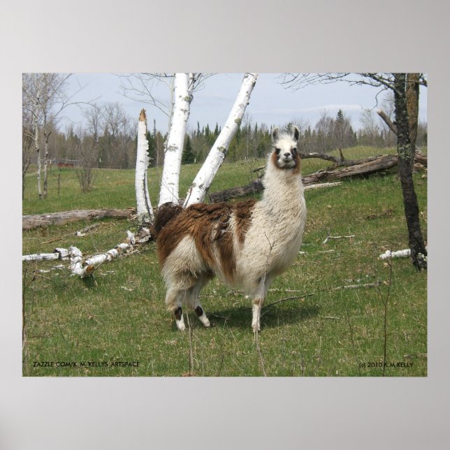 POSTER LE QUOTIDIEN LAMA (Devant)