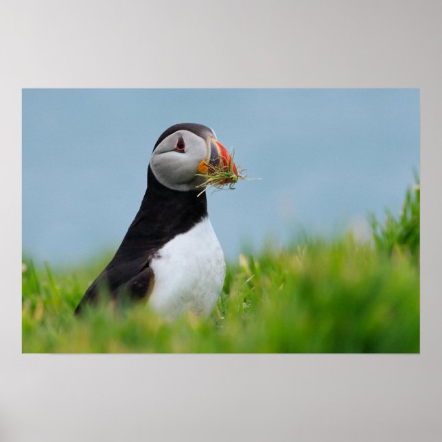 Poster Le Rassembleur Puffin (Devant)